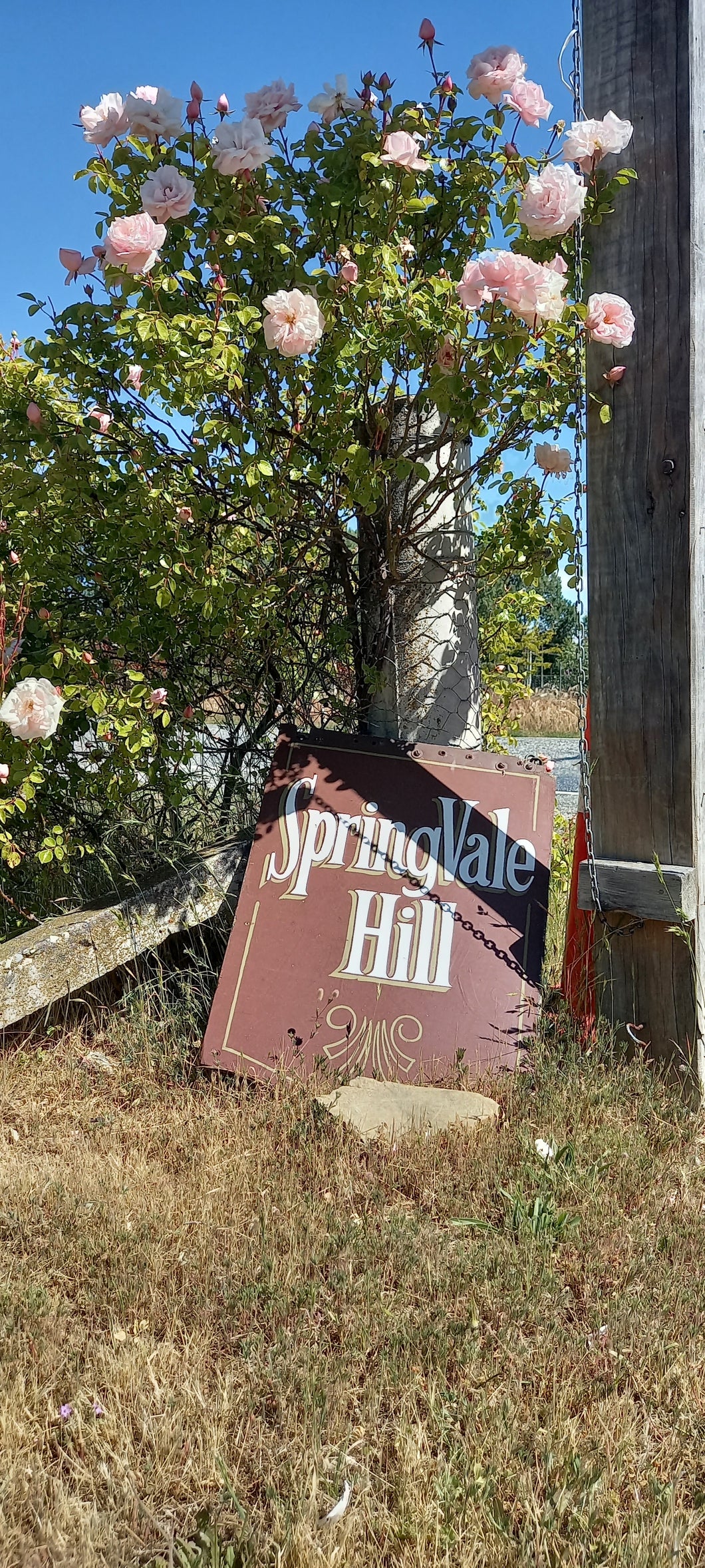 Springvale Hill Kiwi Spice